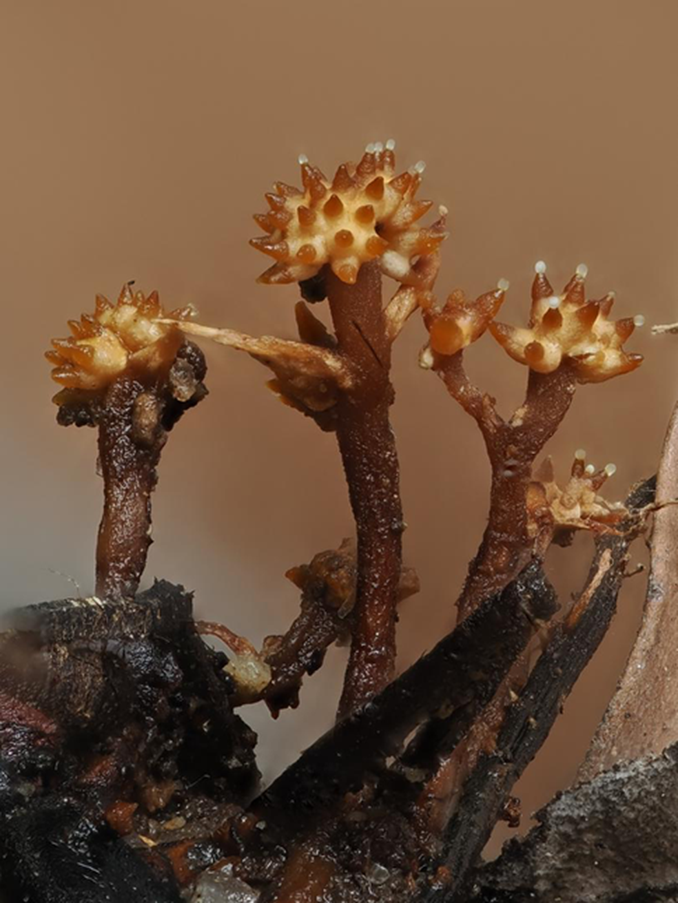 A nova espécie crescendo em uma formiga morta, que se alimenta do fungo invasor original — Foto: Universiti Malaysia Sabah