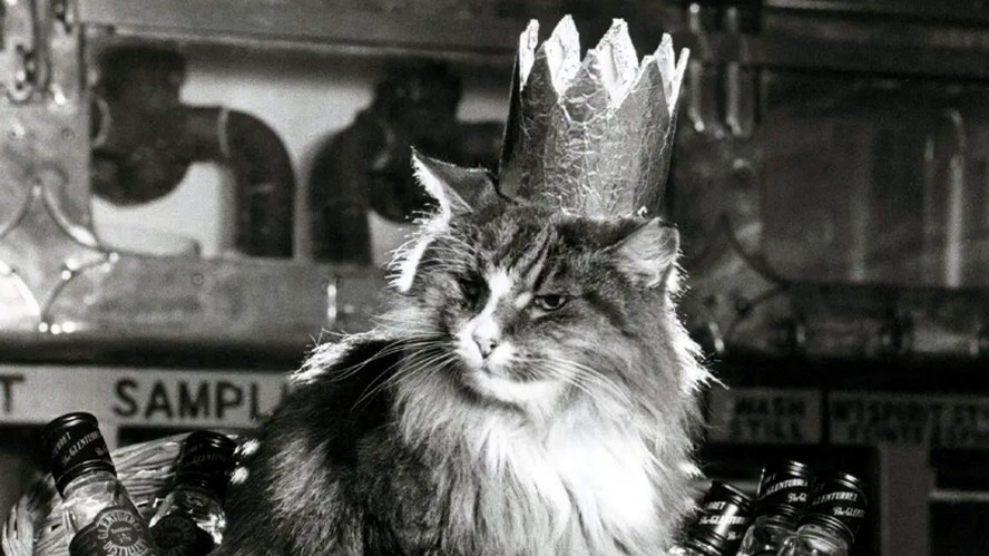 Towser foi uma gata doméstica considerada a maior caçadora de ratos do mundo