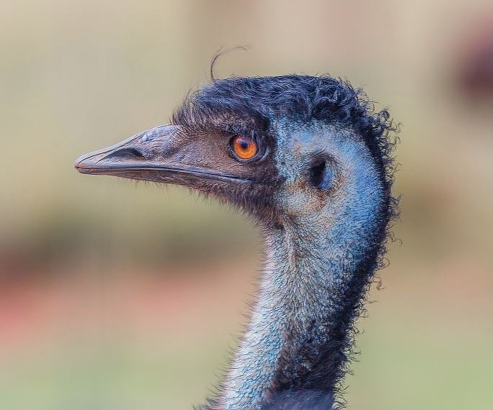 O emu é a segunda maior ave terrestre do mundo, perdendo apenas para o avestruz — Foto: NSW Government