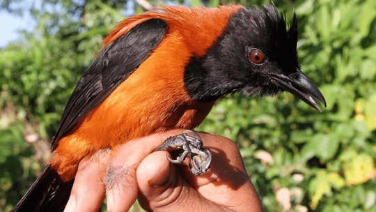 Duas novas espécies de aves venenosas são descobertas na Nova Guiné