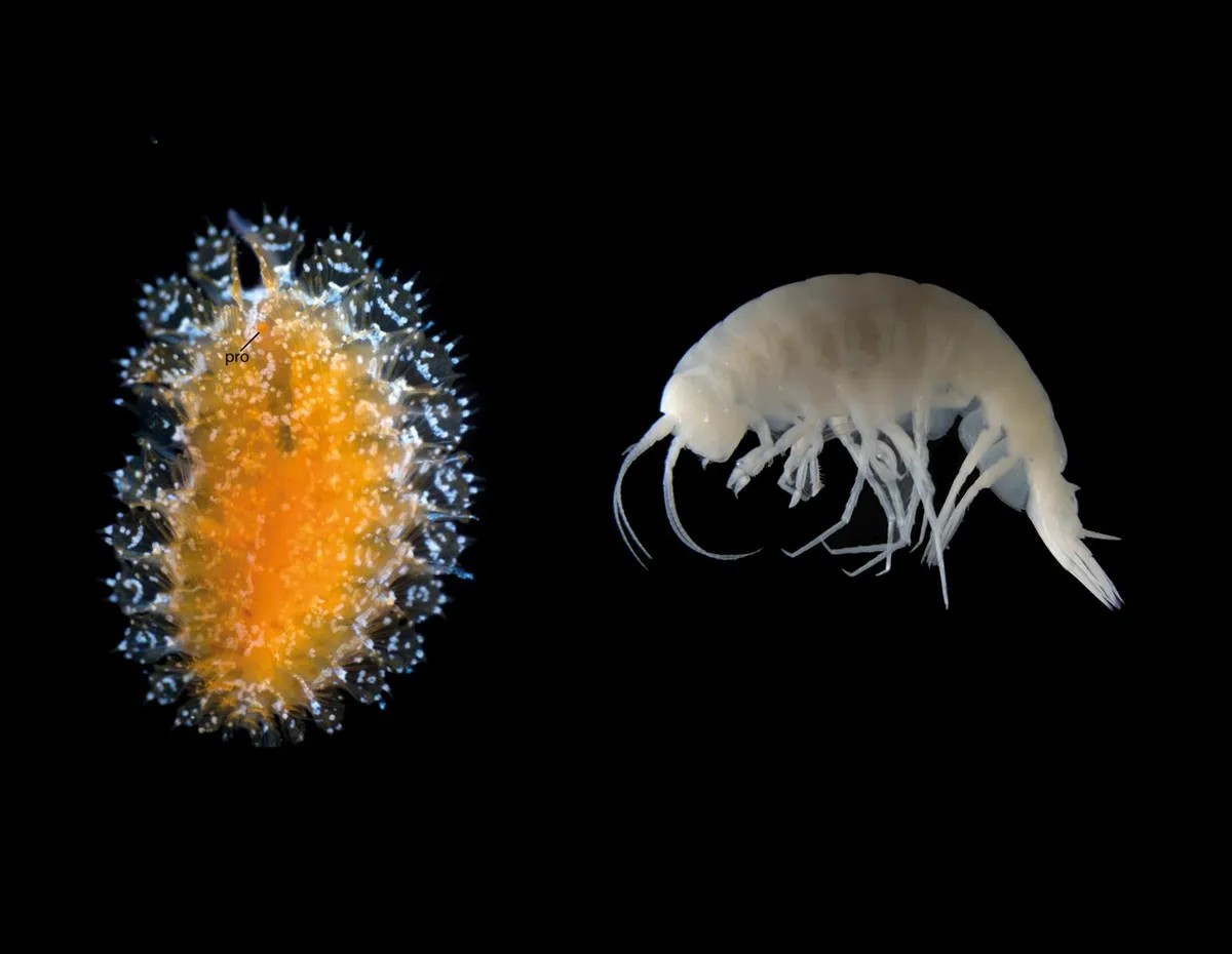 Novo estudo descobre 14 espécies inéditas em diferentes regiões oceânicas do planeta