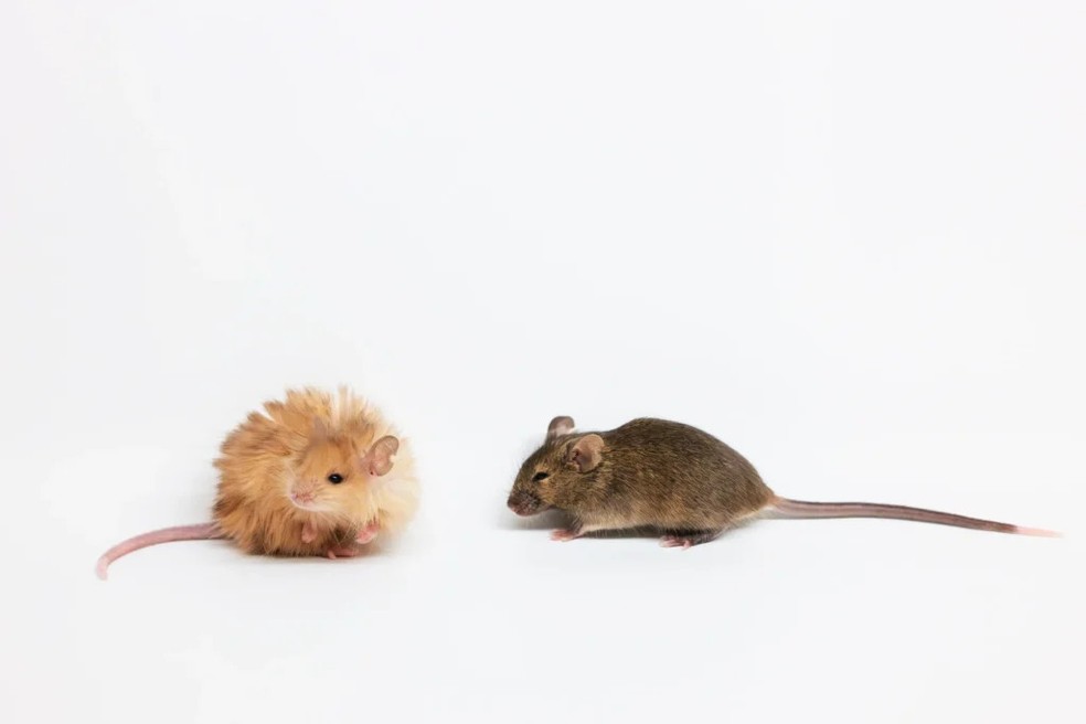 Cientistas querem trazer mamutes de volta à vida. E começaram por este ...