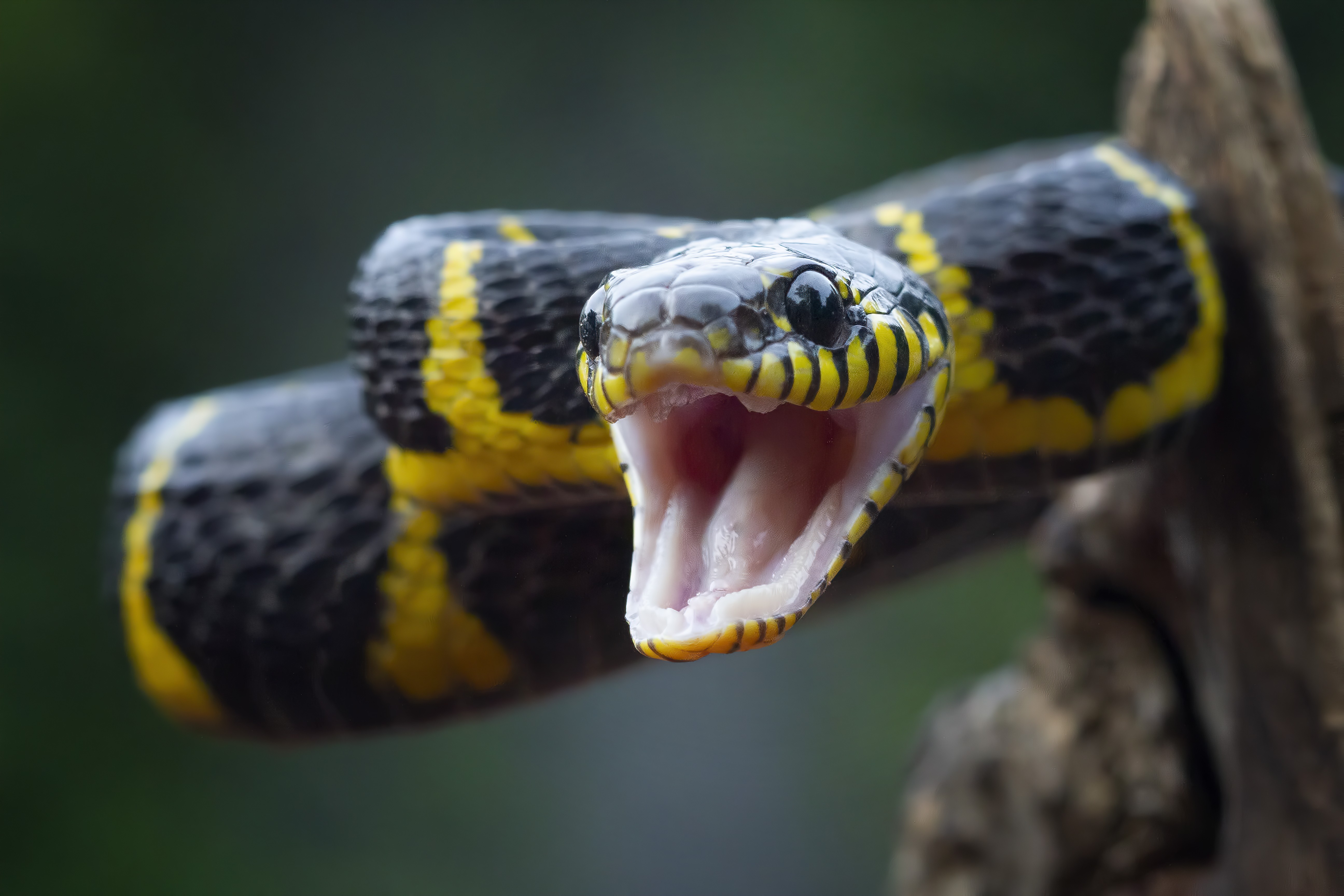 Mortes por picada de cobra podem chegar a 513 mil por ano, estima levantamento