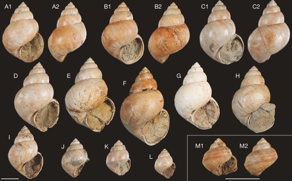 Os fósseis de moluscos estão entre os restos biológicos mais abundantes nos sítios sedimentares de Taiwan, com mais de 100 espécies de, pelo menos, 430 gêneros diferentes, já identificadas — Foto: Chien-Hsiang Lin e Chia-Hsin Hsu